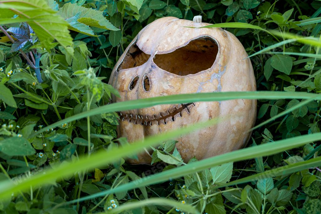 The close-up view of a carved scary pumpkin hidden between the green leafy plants