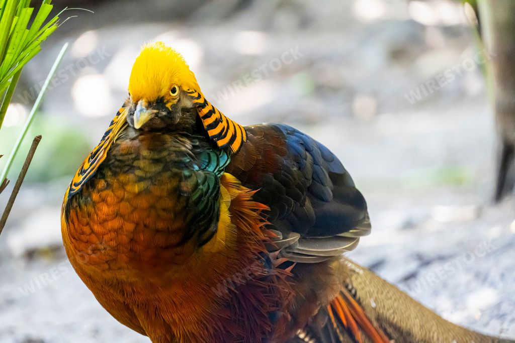 A close-up shot of a golden pheasant bird (Chrysolophus pictus) with a colorful plumage, Guadalajara, Mexico