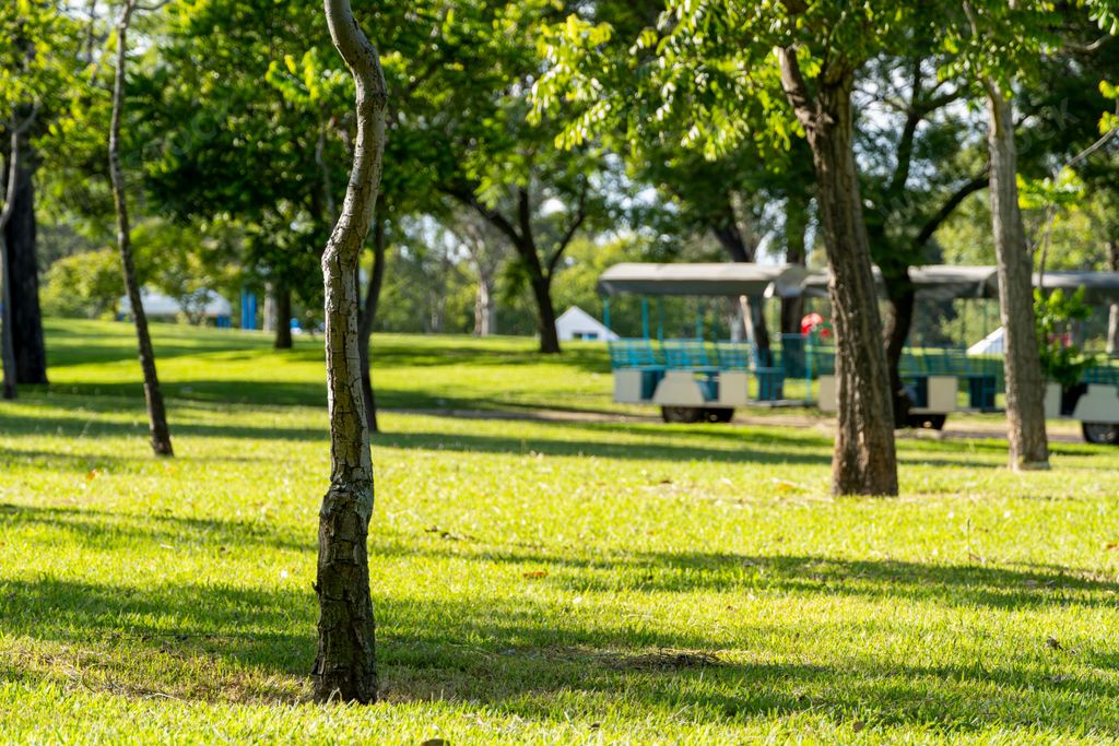 A sunny day in a lush green park with several thin trees growing peacefully
