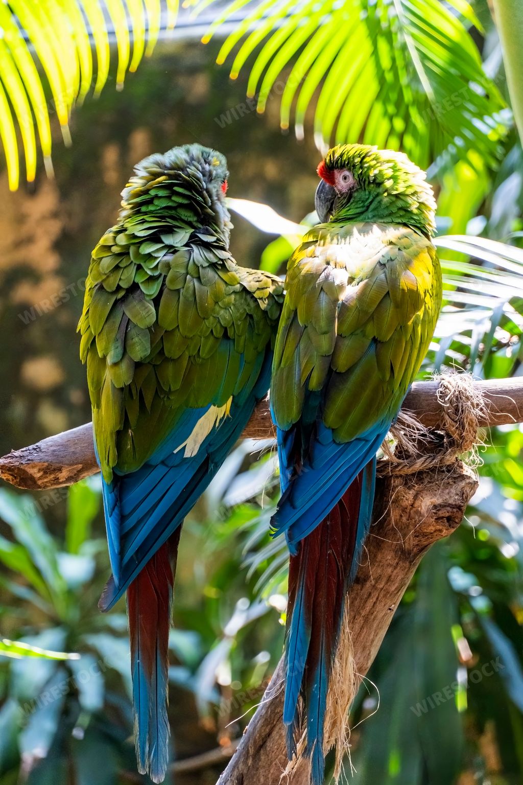 A vertical shot of two red-fronted parrots (Amazona viridigenalis), posing backward, Guadalajara, Mexico