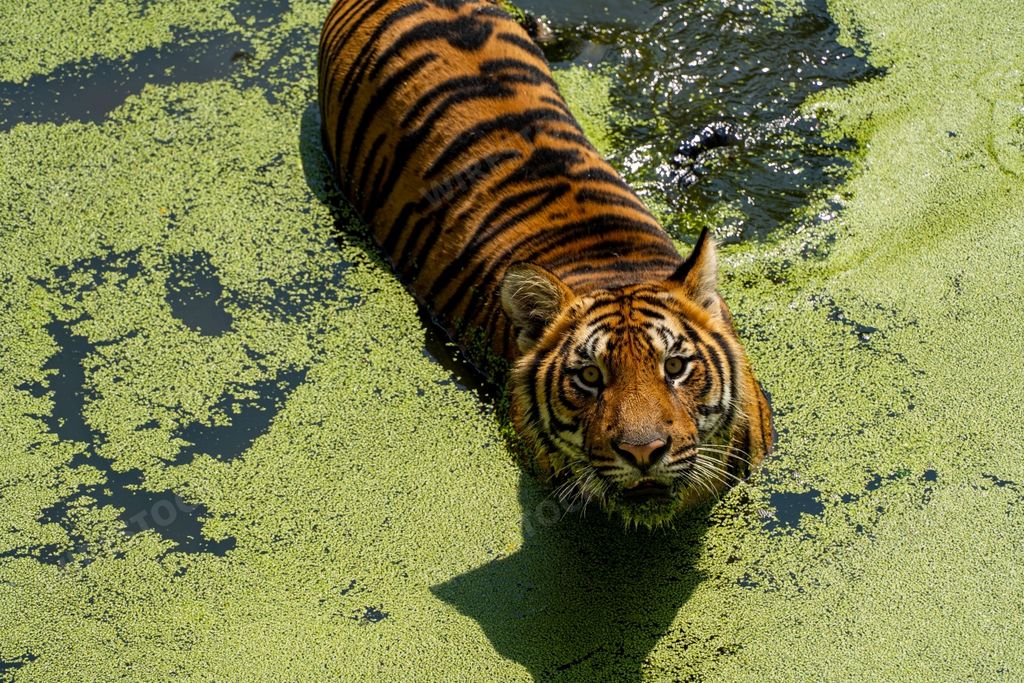 A Bengal tiger swimming in the swamp to cool off