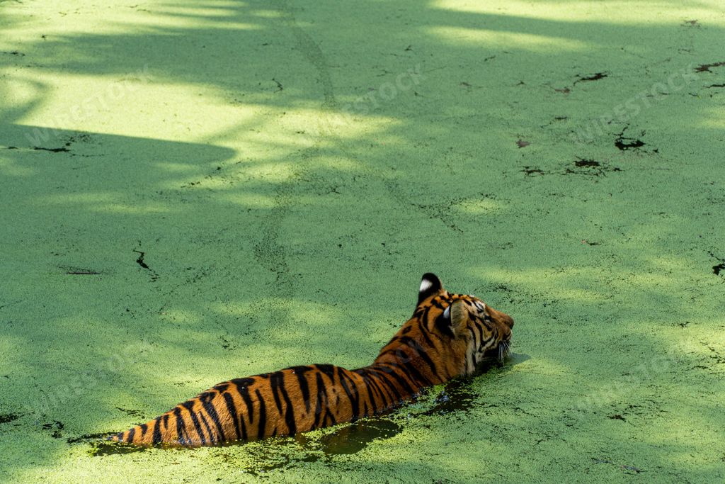 A Bengal tiger swimming in the swamp to cool off