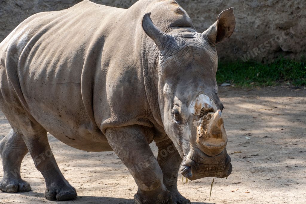 A white rhinoceros with its horn cut walking in an open field