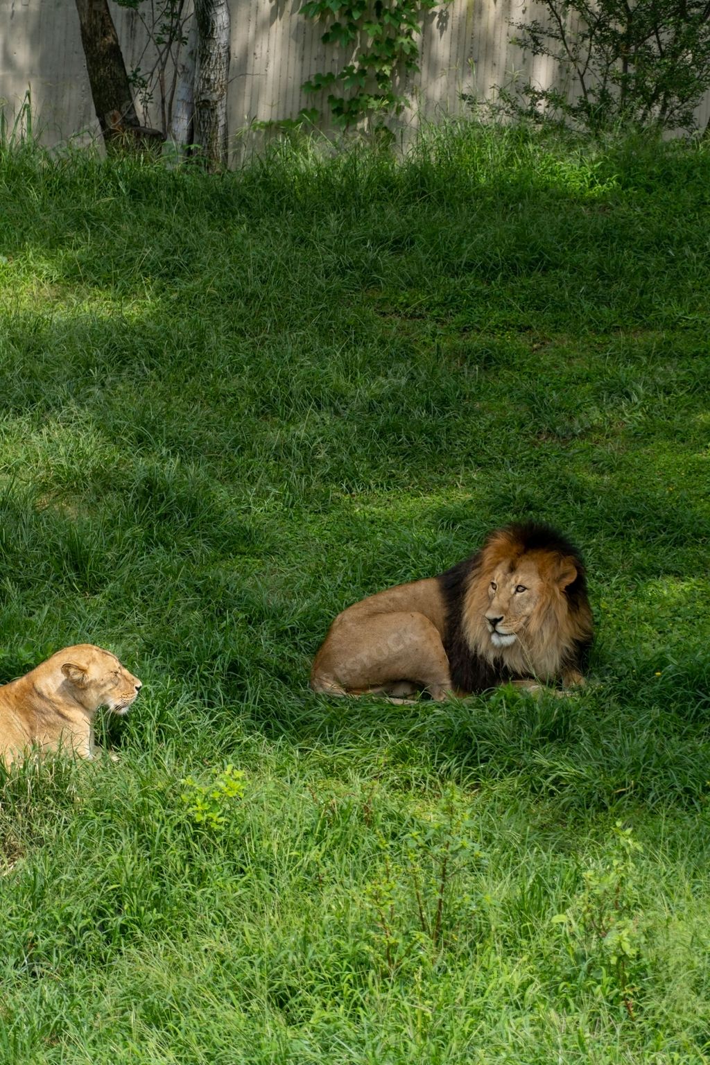 A lion and lioness sitting resting on the grass in a zoo