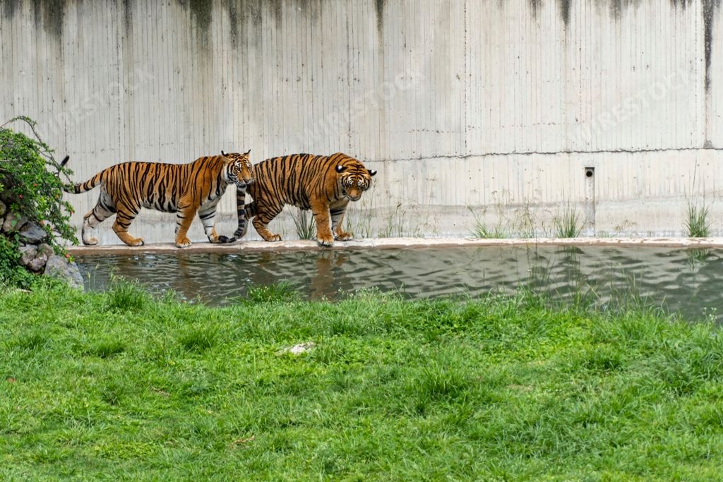 A view of beautiful two Bengal tigers walking next to river in a zoo
