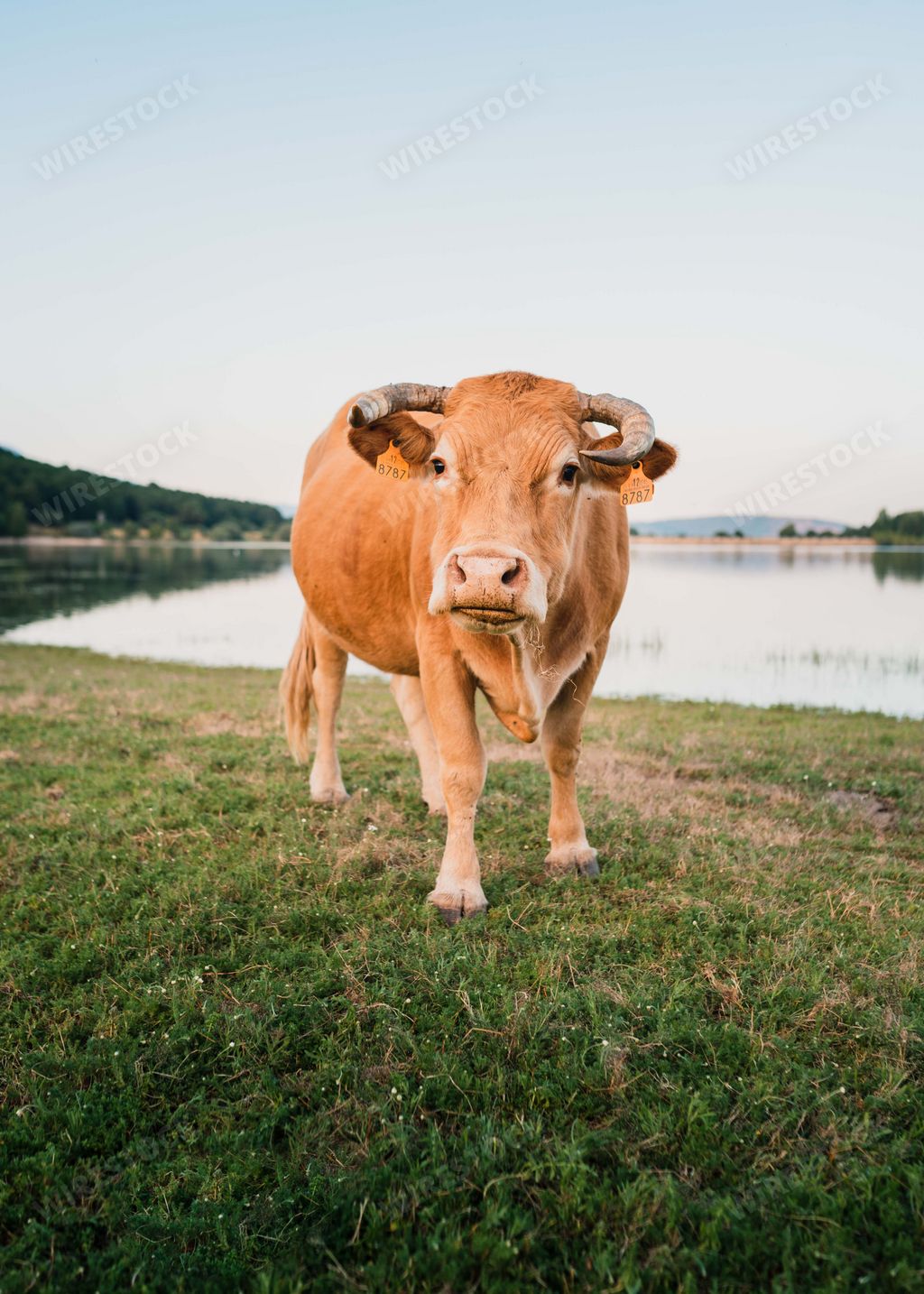 A vertical closeup of a ginger bull in the field.