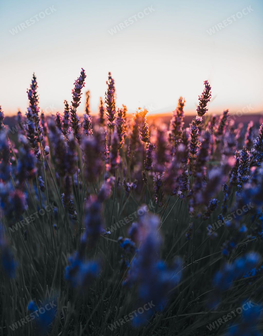 A beautiful vertical shot of a lavender field at sunset