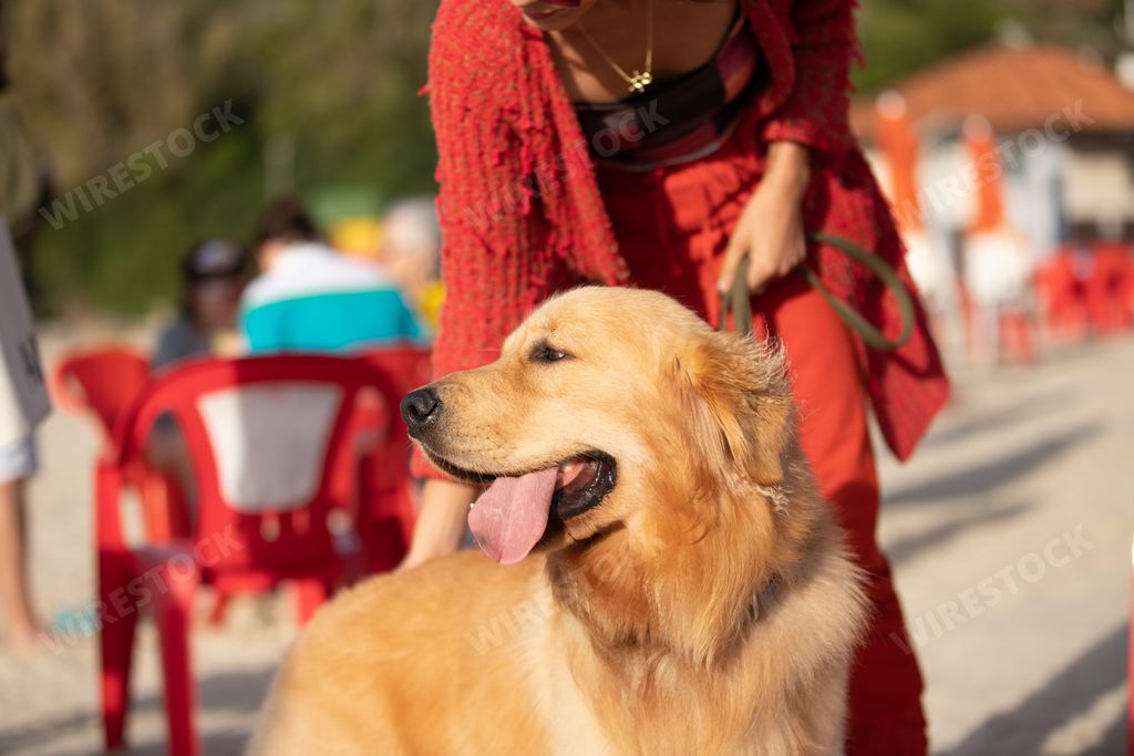 A Golden Retriever with its tongue out walking with the owner
