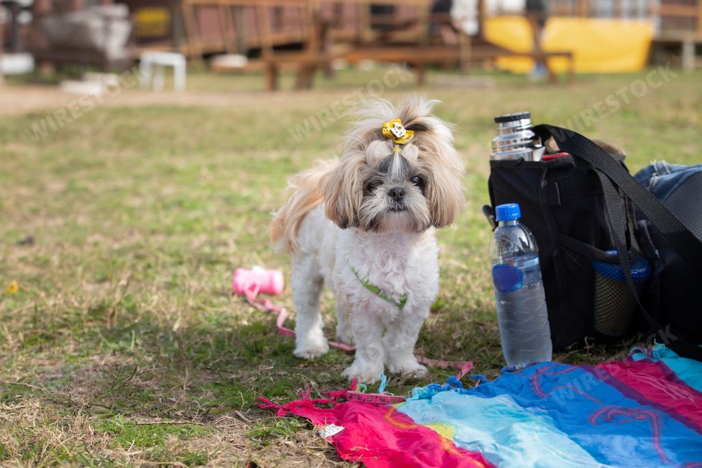 A closeup of Shih Tzu cute dog in a garden blurred background
