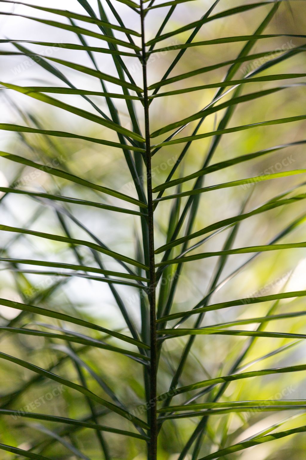 A vertical closeup of a field horsetail