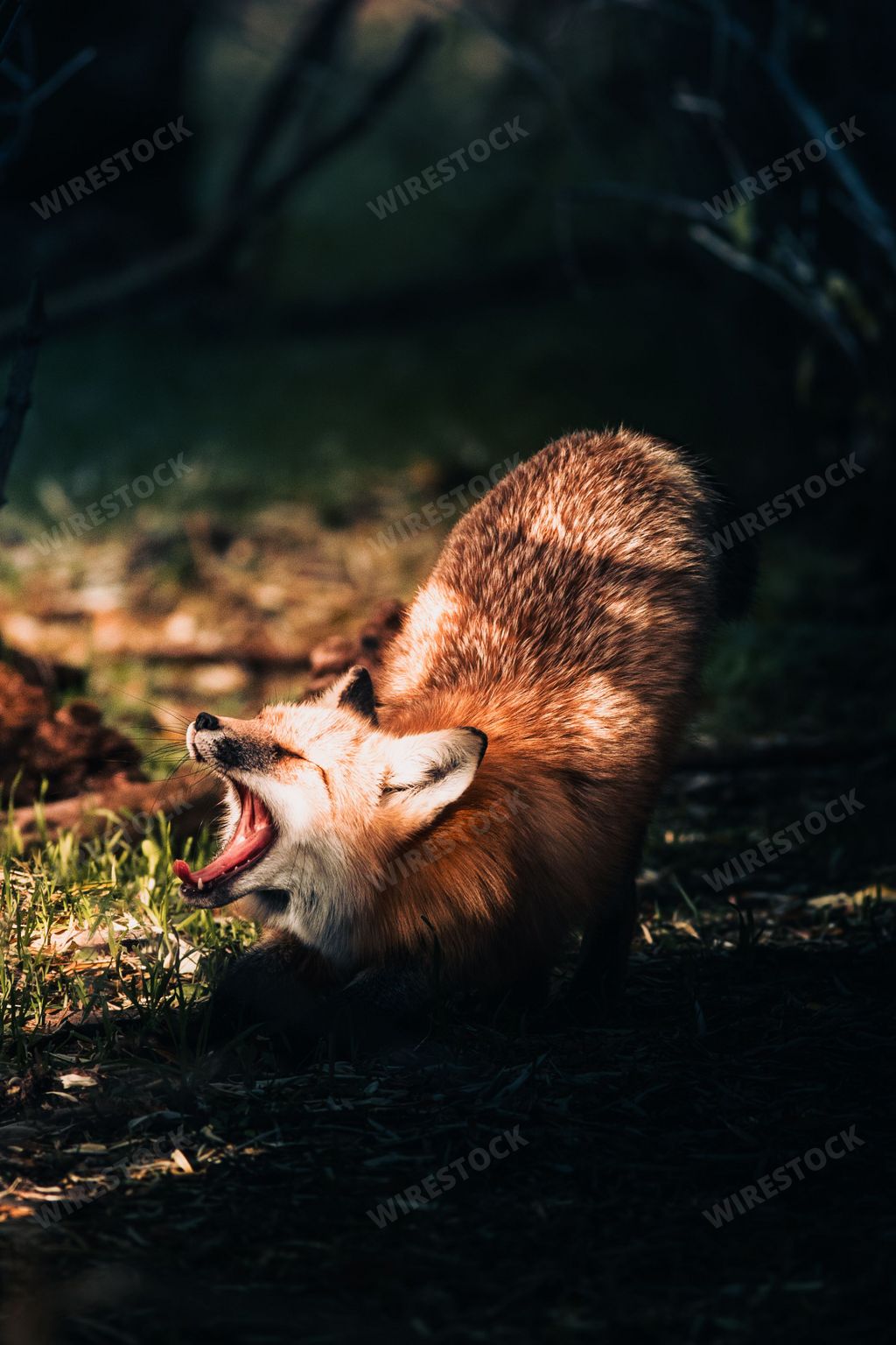 A vertical shot of a bright orange yawning fox in a park