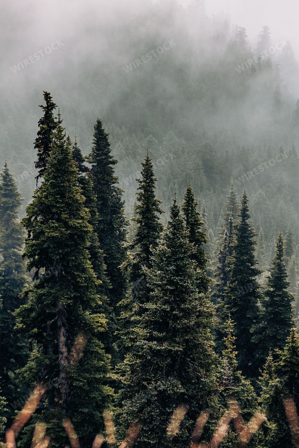 A vertical shot of a coniferous forest during mist in Pacific Northwest