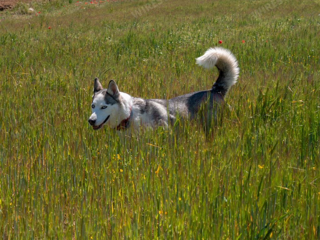 A beautiful husky on green field