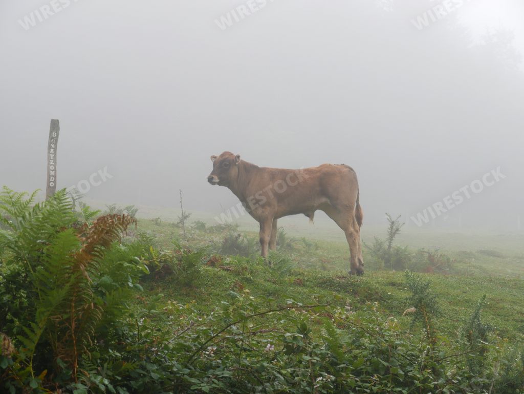 A lonely cow grazing in the meadow on a foggy day