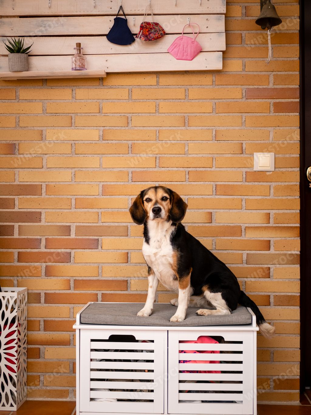A vertical shot of a cute beagle dog sitting on a locker