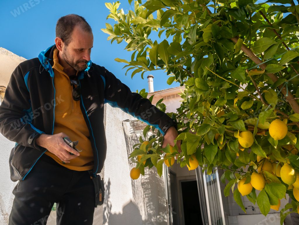 A middle-aged man picking lemons from a tree