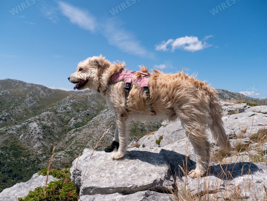 A Basque shepherd dog on top of a rocky hill