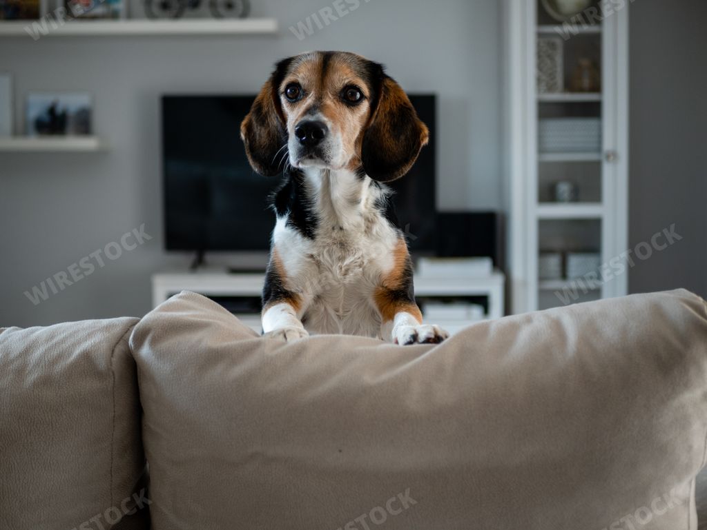 A beagle dog sitting on the sofa at home