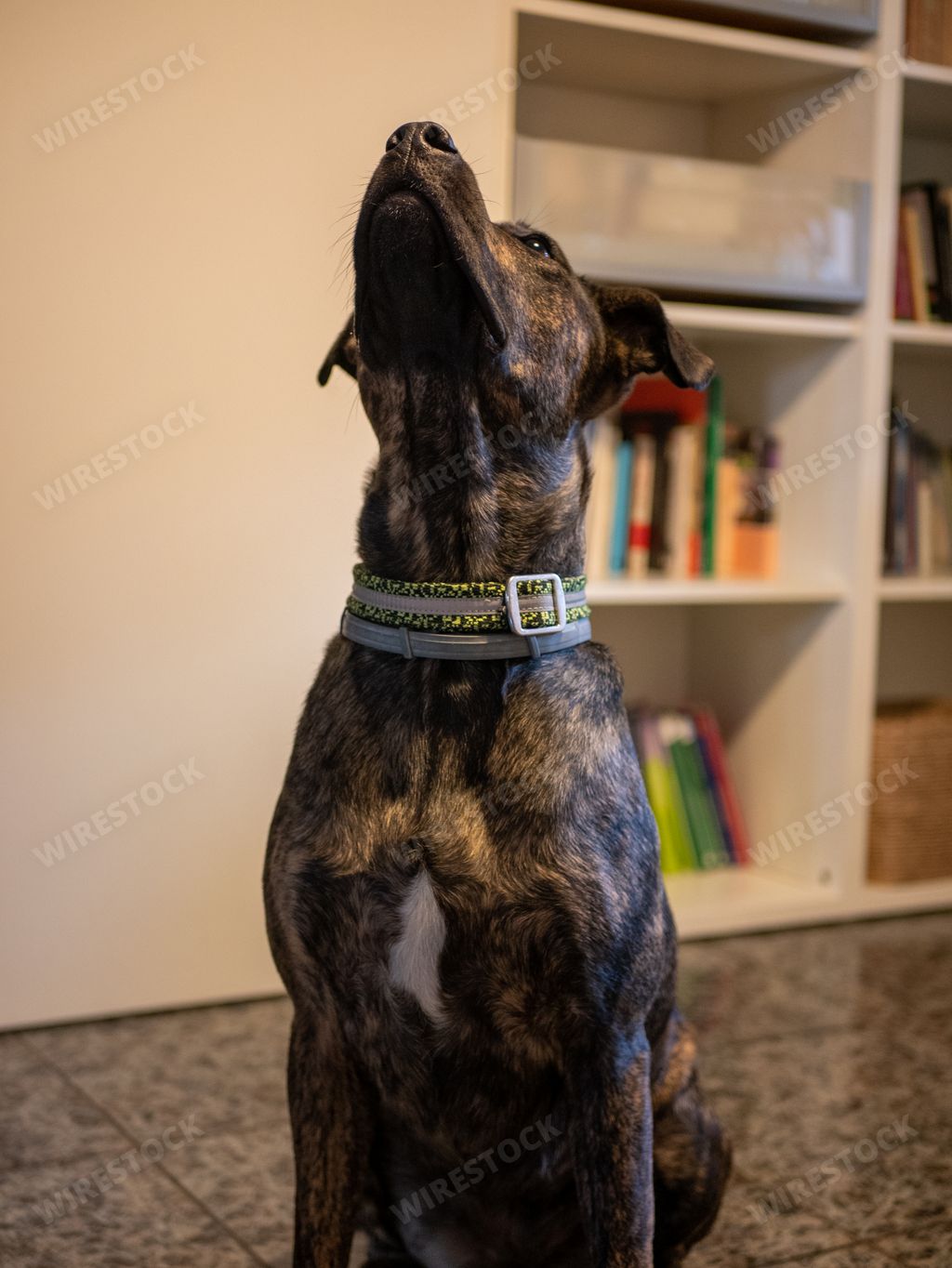 The big brown dog sitting on the rooms floor with blurred background