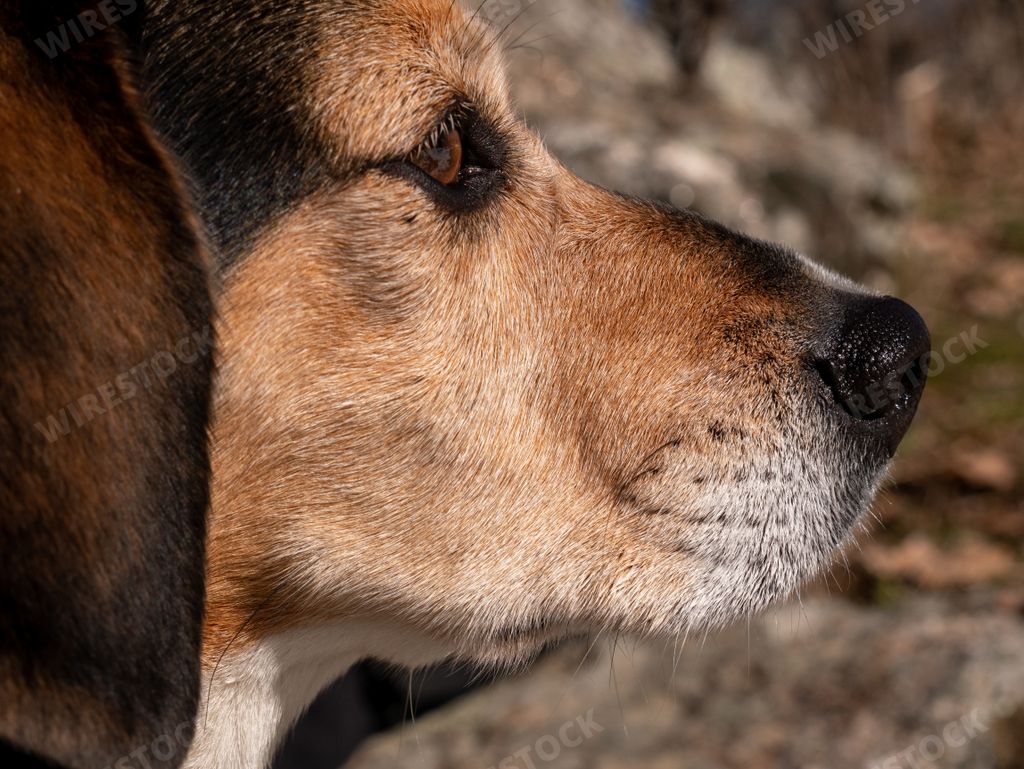 A closeup shot of the head of a cute scent hound dog on a blurred background