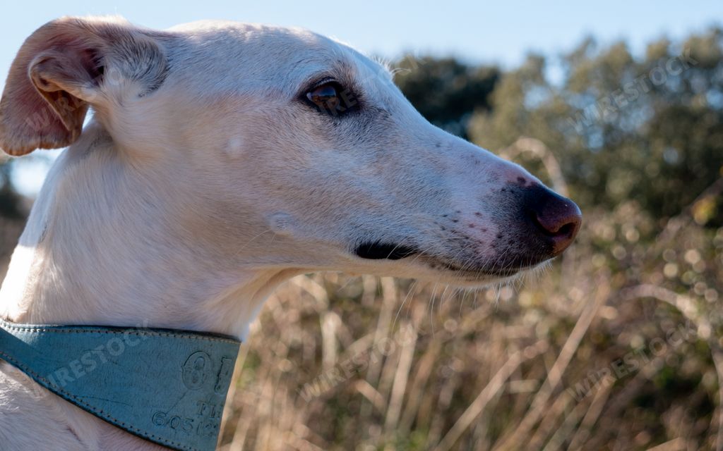 A closeup shot of the head of a white hound dog on a blurred background