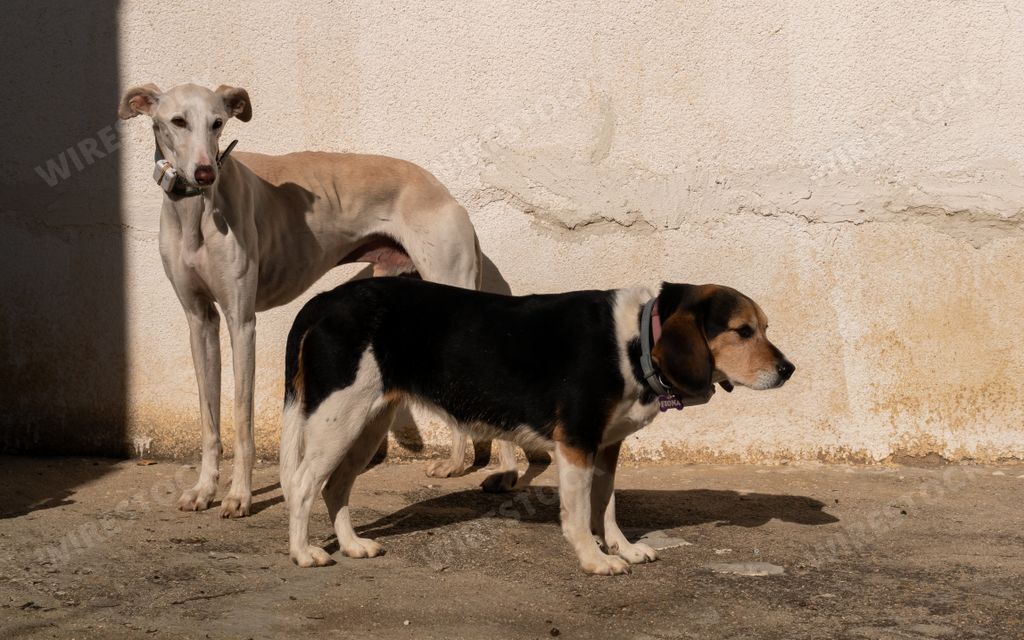 A galgo dog and a beagle standing under the sunlight in the yard of a house
