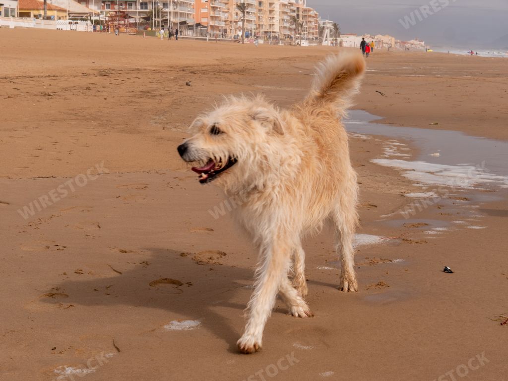 A fluffy cute dog playing on a seashore