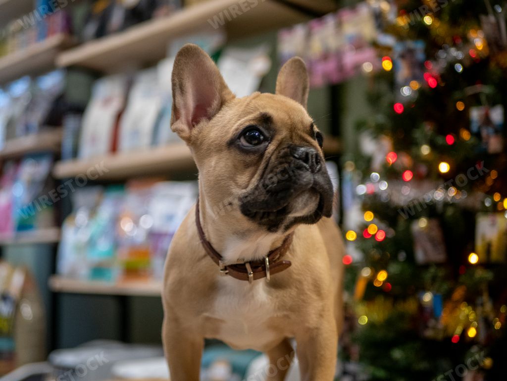 A closeup shot of the French Bulldog head with the Christmas tree and bokeh lights on the background