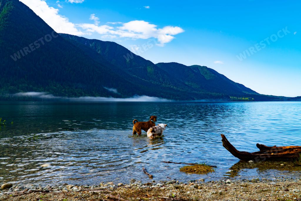 A Boxer German shepherd and an Australian Shepard in the water of a pond