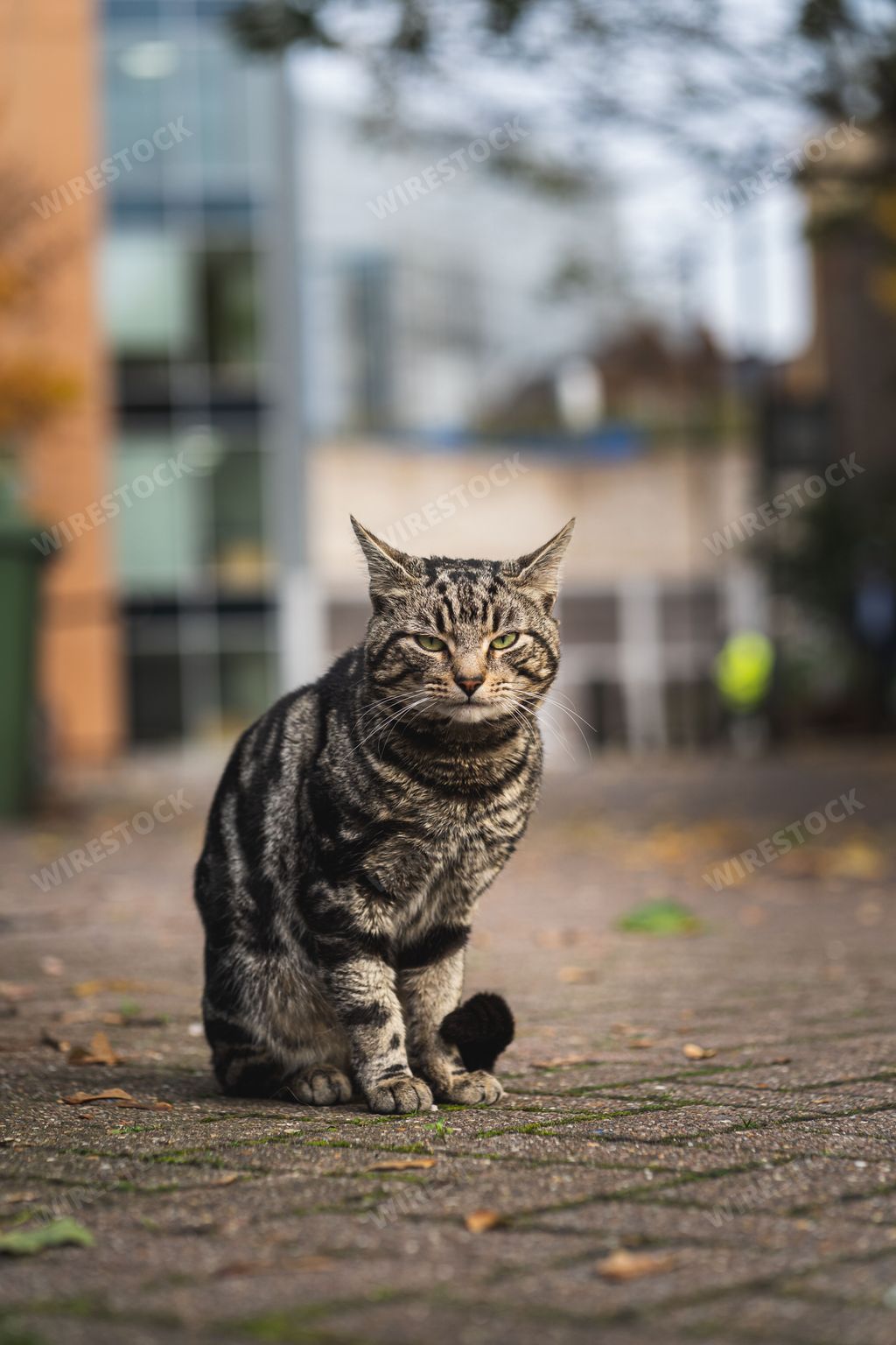 A vertical shallow focus shot of a cat sitting on the street over a blurry background