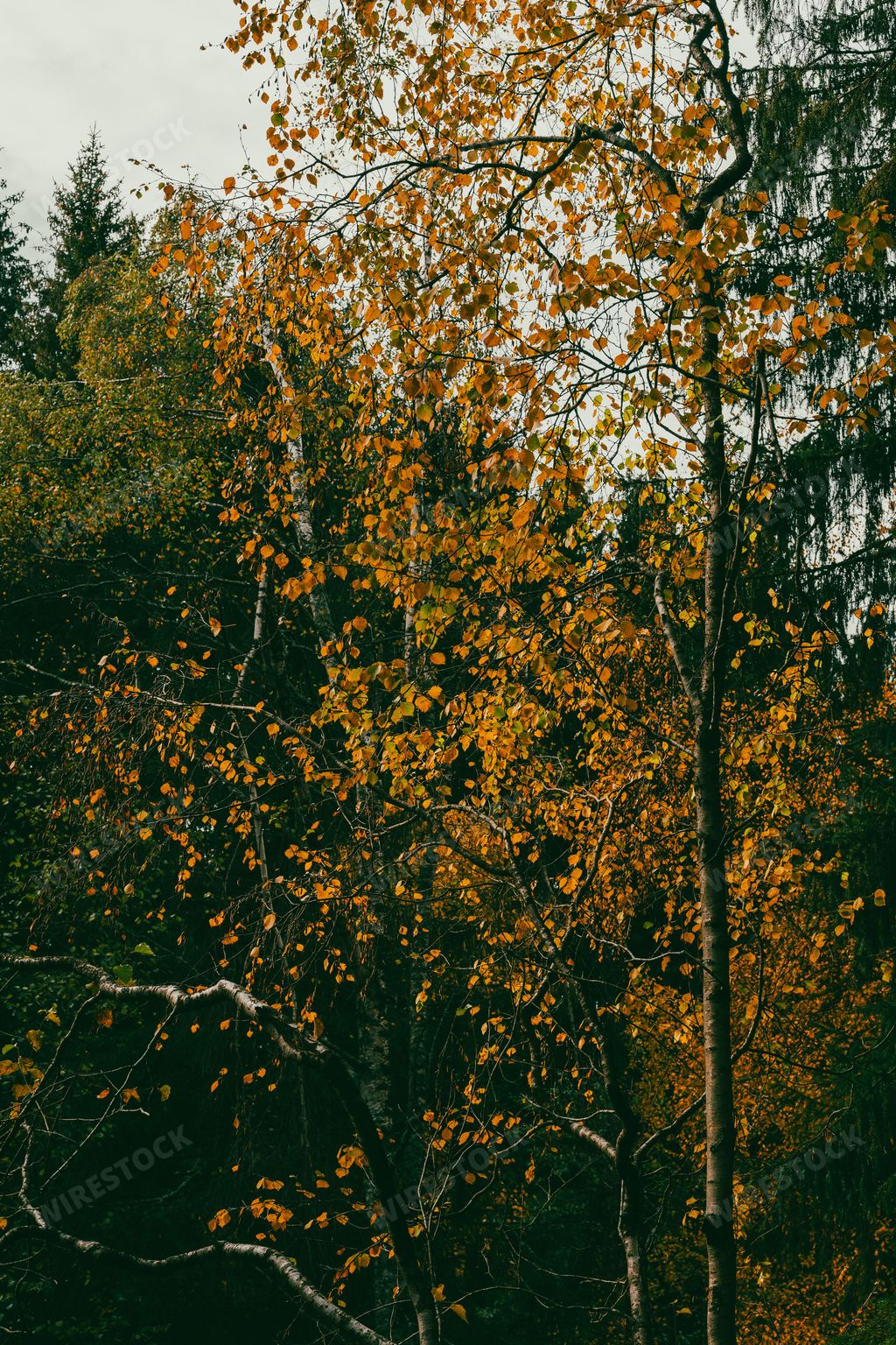 A birch forest in the Totenaasen Hills in Oppland, Norway