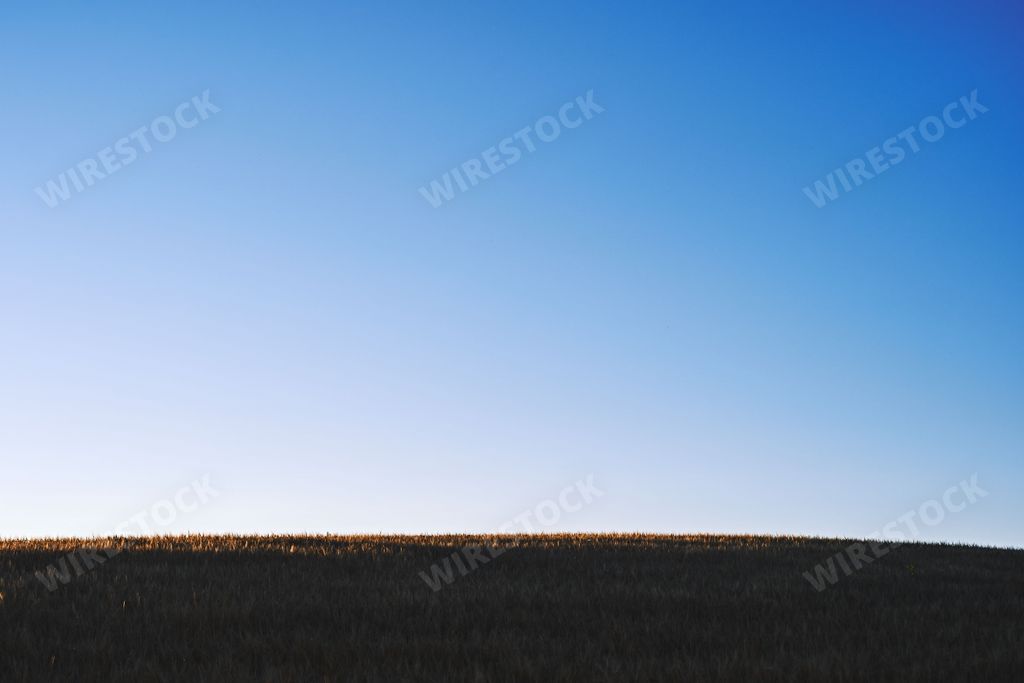 A silhouette shot of a barley farm under a beautiful sky in summer