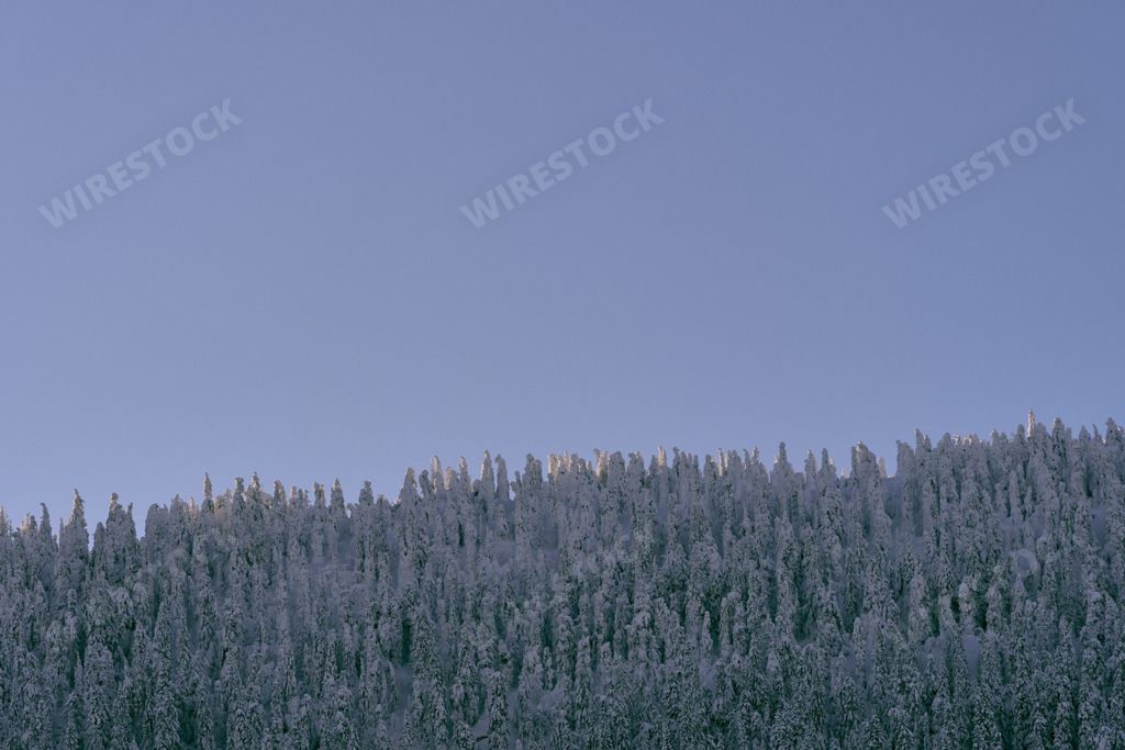 A scenic view of trees covered with snow in Toten, Norway in winter