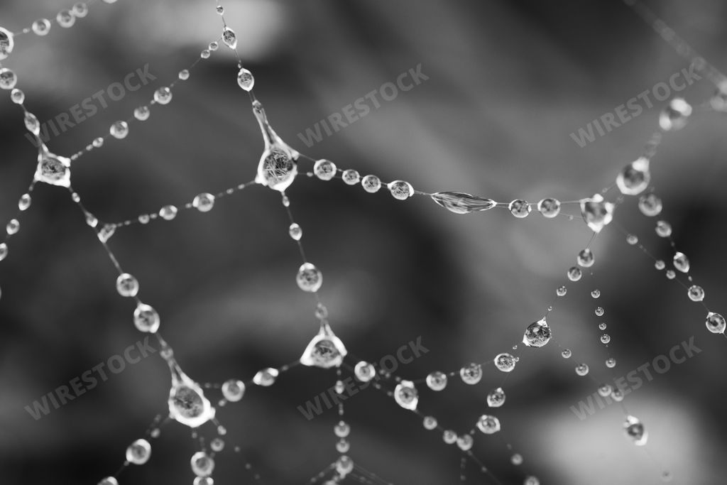 A close up of a spider web covered in water drops after the rain on a blurred background