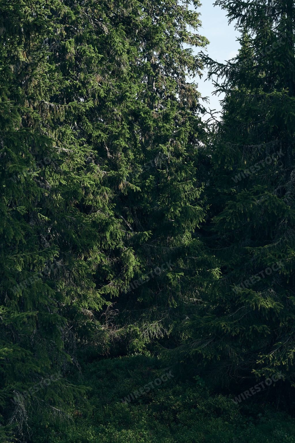 A vertical shot of green trees in a forest