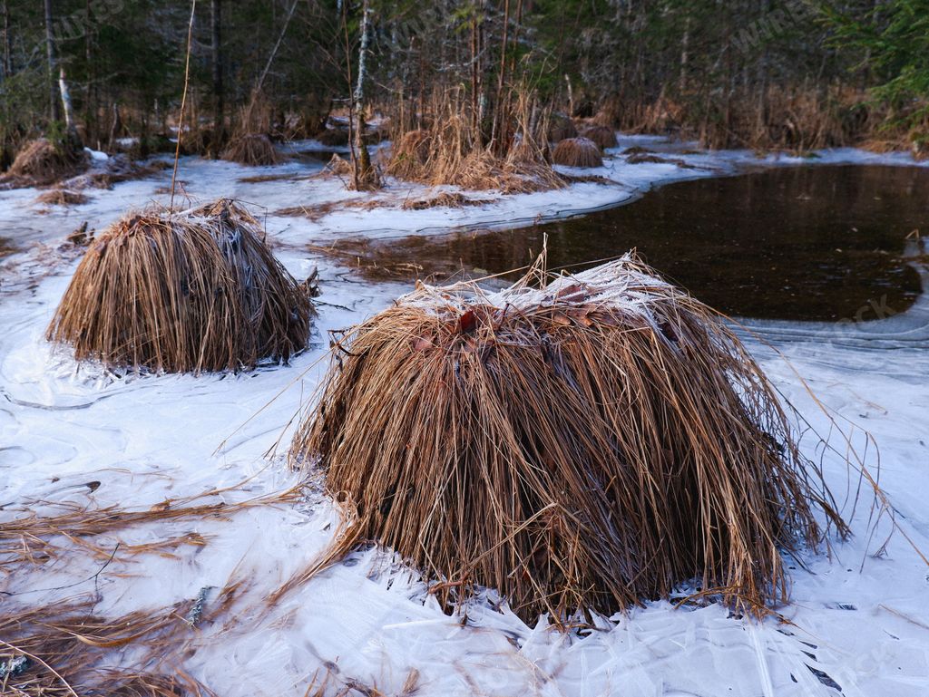 A scenic view of the frozen marshlands surrounding Buraastjernet Lake in Hurdal, Norway