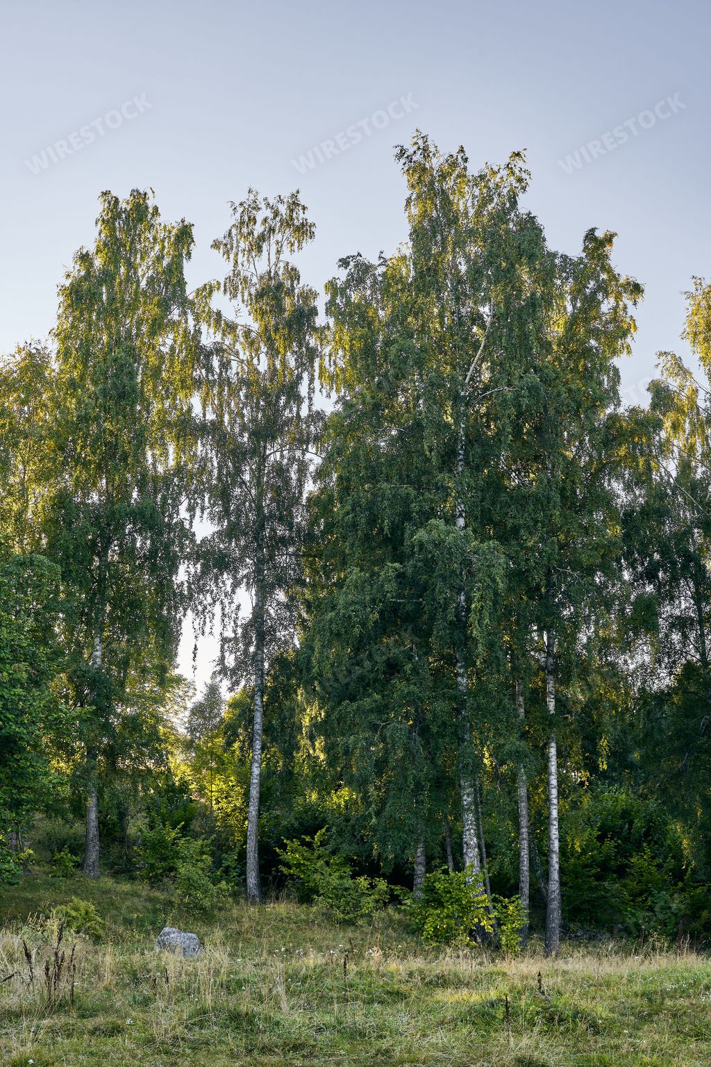 A vertical of birch trees in a green landscape in Toten, Norway, a beautiful summer morning
