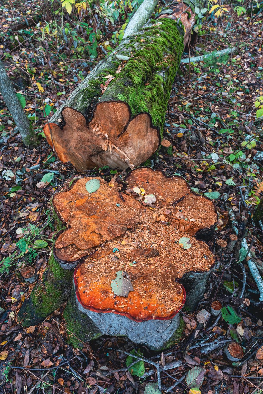 A cutted alder tree in a forest in Oppland, Norway