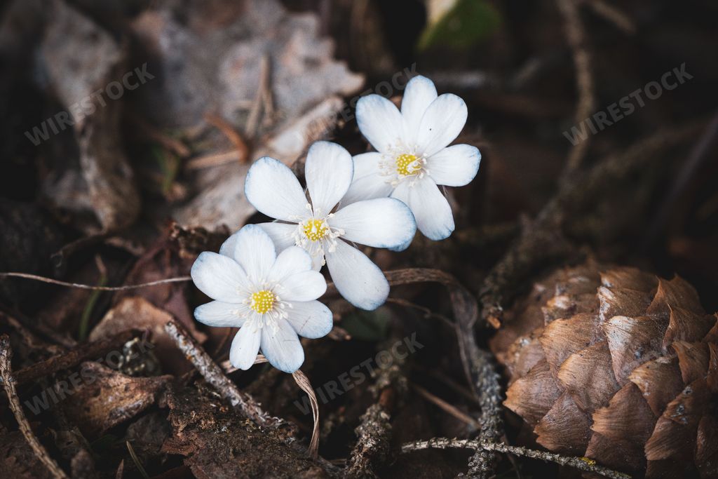 Three white Hepatica Nobilis flowers by Olterudelva River, Toten, Norway in spring