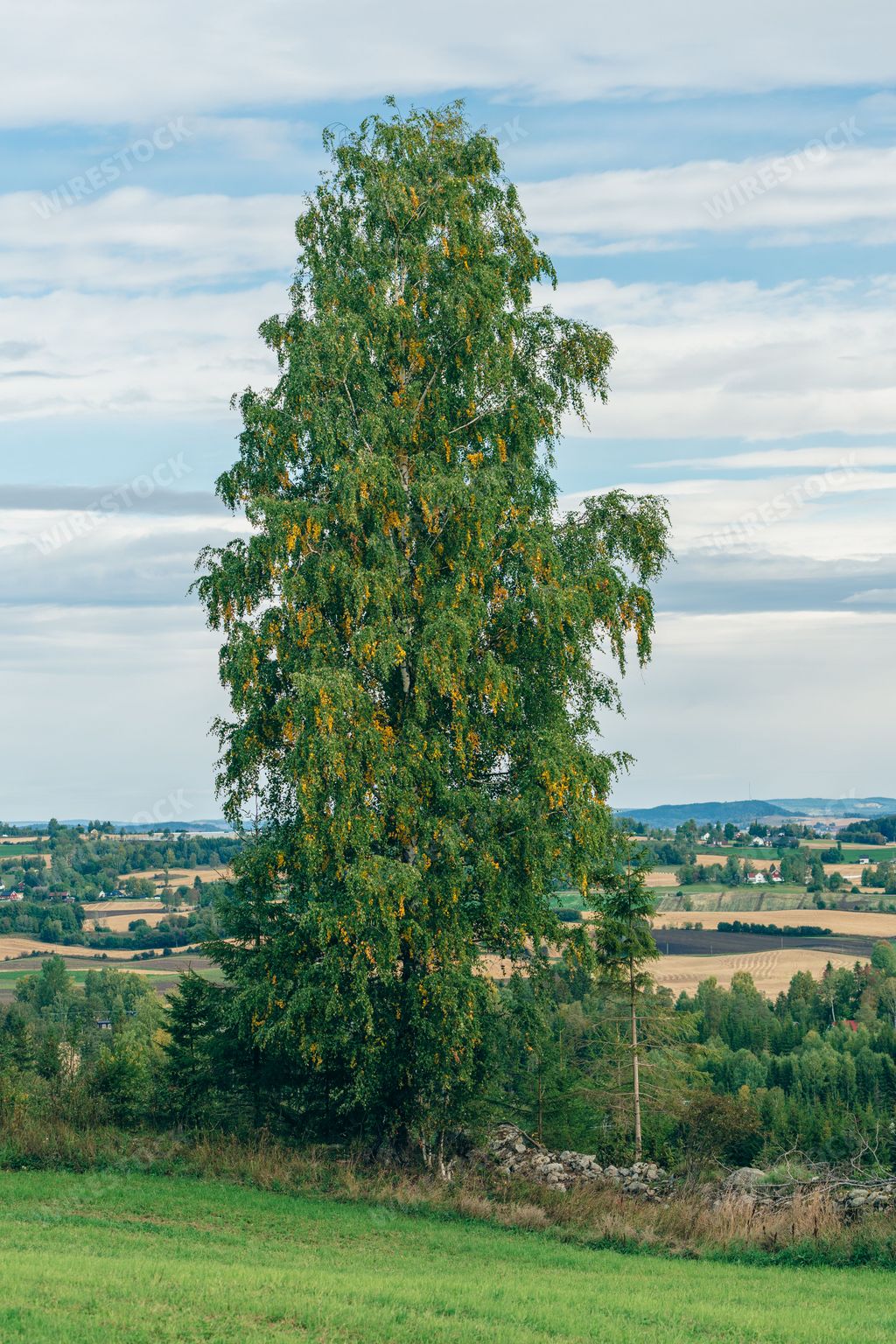 A vertical shot of a lone birch tree in the cultural landscape of Toten, Norway, in fall