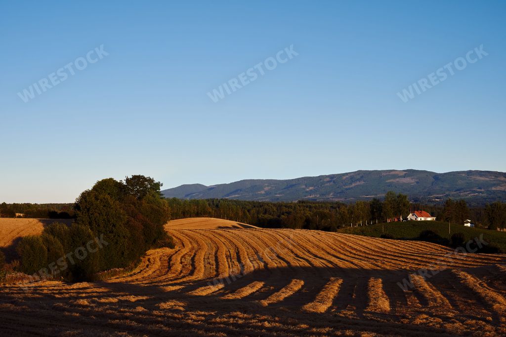 A cultivated wheat field with lush greenery and mountains on the horizon in Toten, Norway