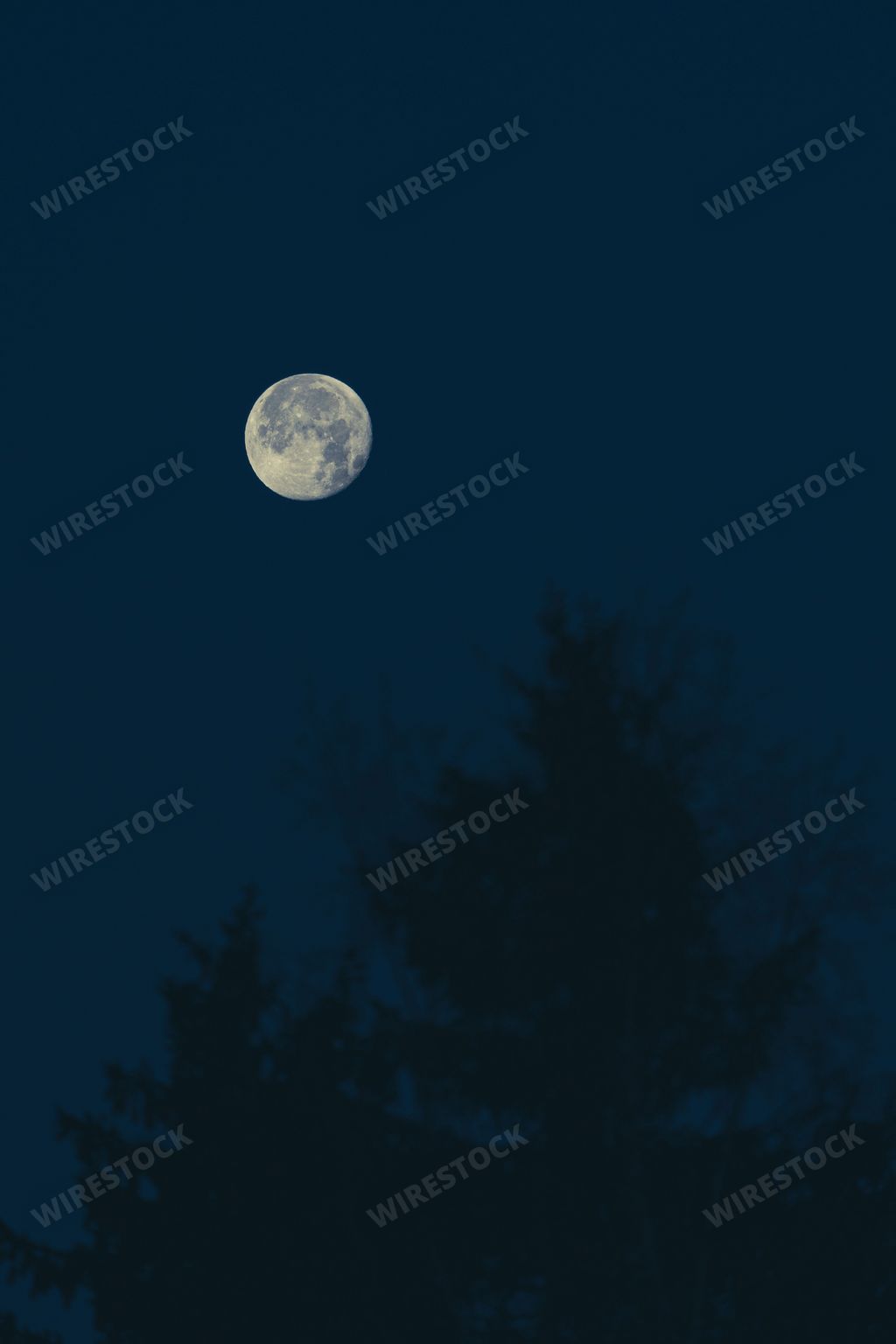 A vertical shot of the full moon above the forest