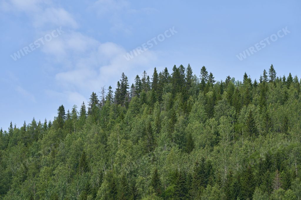 A low-angle view of a beautiful forest in Norway on a sunny day