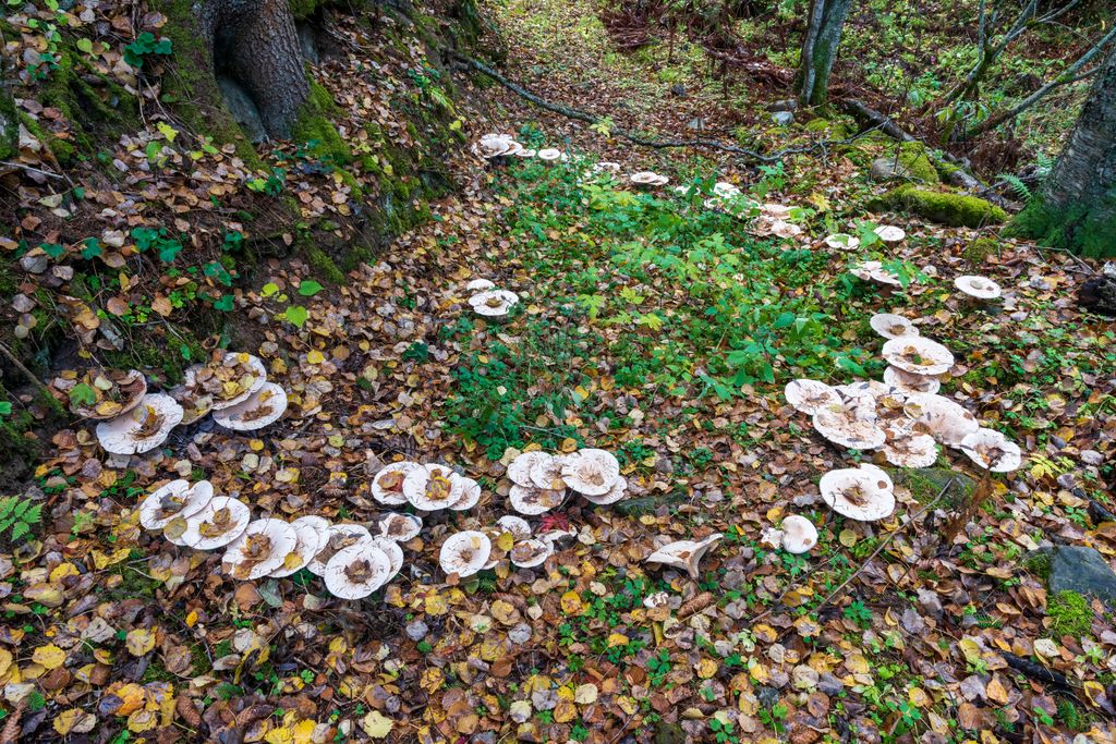 A view of Leucopaxillus giganteus mushrooms in valley