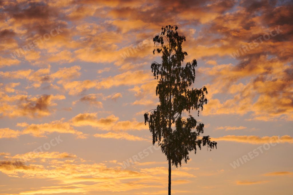 A birch tree standing alone with beautiful floating sunset clouds in the background
