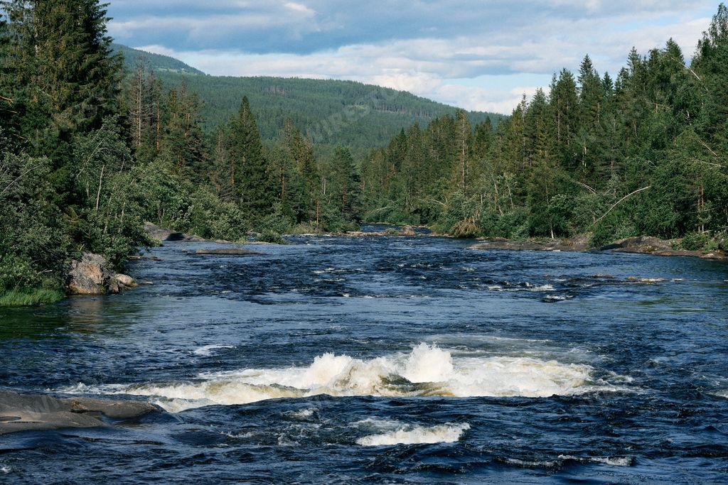 A strong current in Etna River with tall pine trees on the side