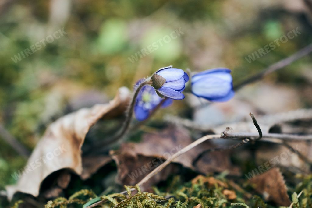 A blue Hepatica nobilis or Liverwort flowers in forest by Olterudelva River, Toten, Norway in spring
