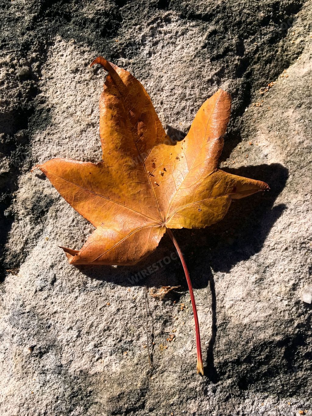 A leaf from liquid amber tree in autumn on NSW Central Coast in Australia