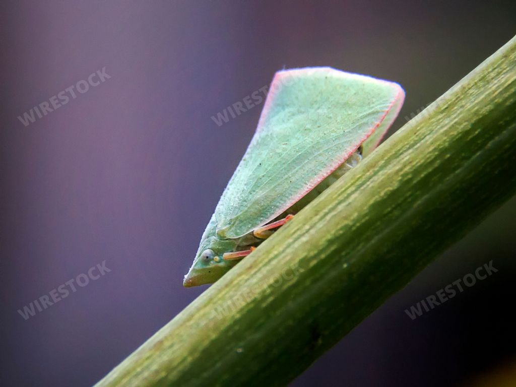 A closeup of Siphanta acuta, a species of planthopper in the family Flatidae.