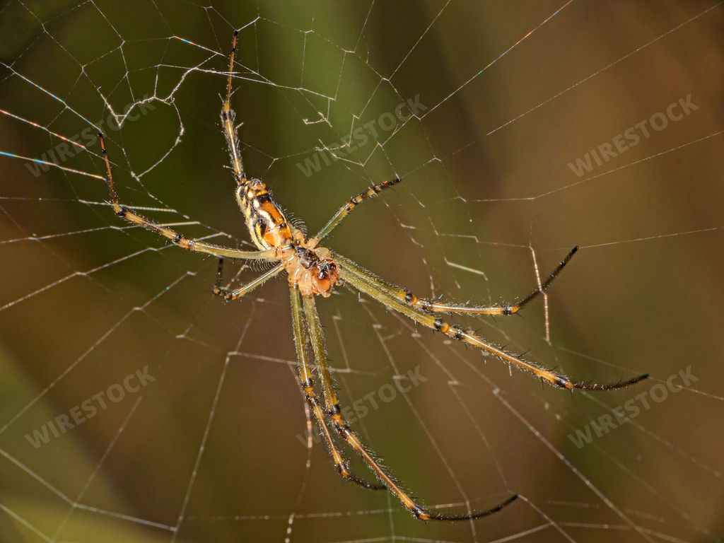 A closeup of an orb weaver on the cobweb.  Australia.